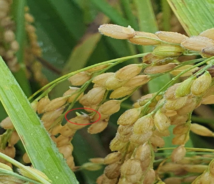 5. 가을철 잦은 비로 벼 ’수발아‘ 증가…자가채종종자 확보로 내년도 농가 준비 당부!