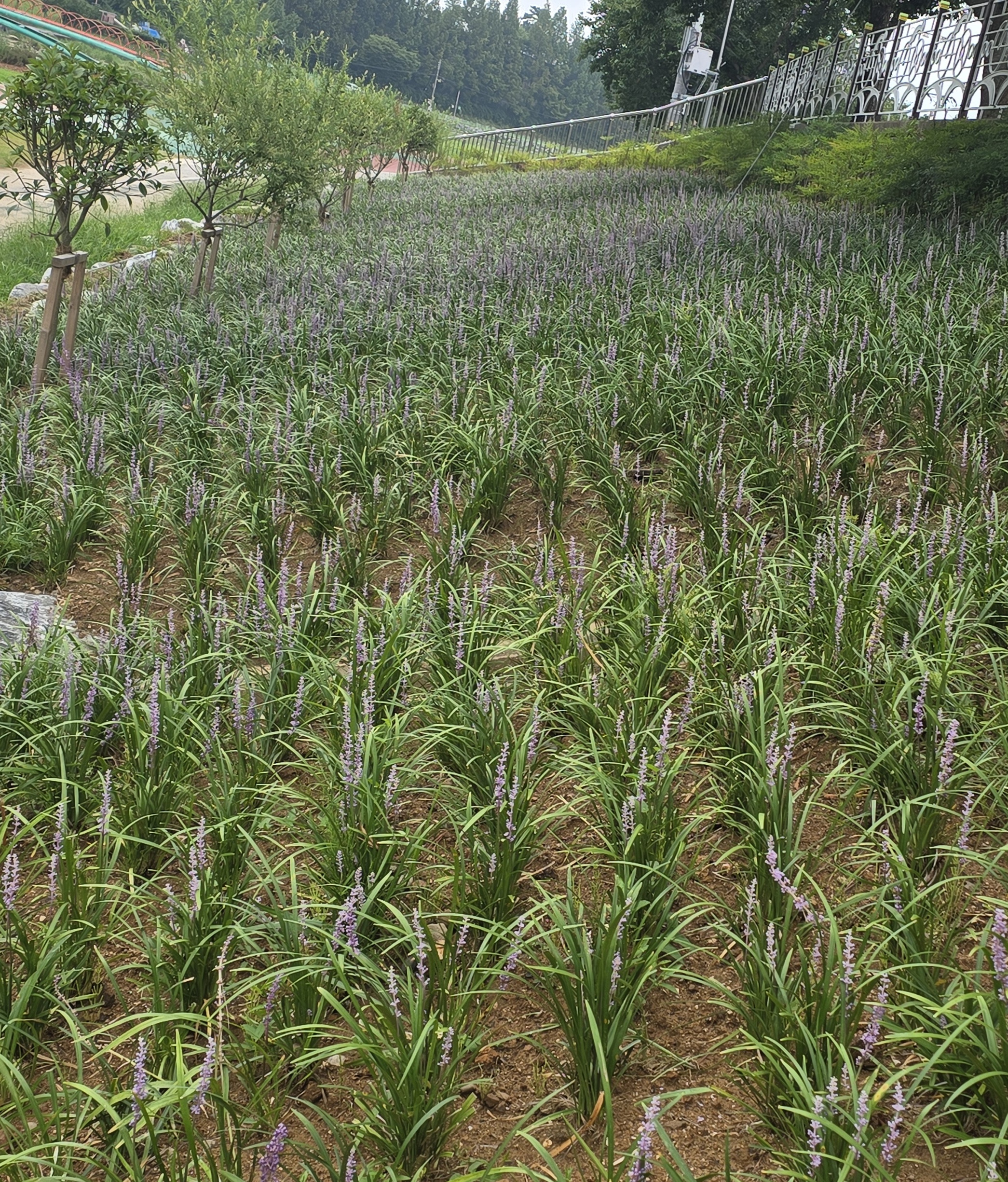 1. 청양군  “황톳길 걷고 꽃길 거닐며 힐링하세요”(2-2)