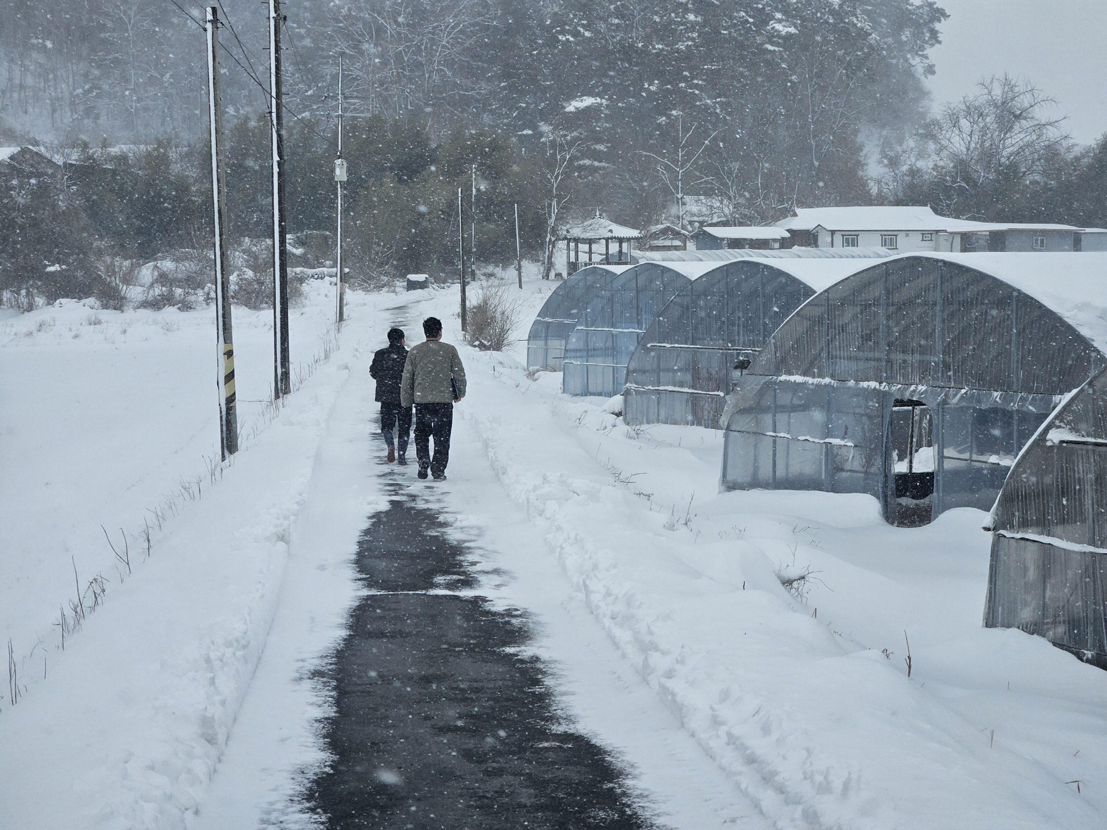 3. 청양군  “겨울철 대설·한파  10분 사전 점검이 하우스를 지킵니다”(1-1)