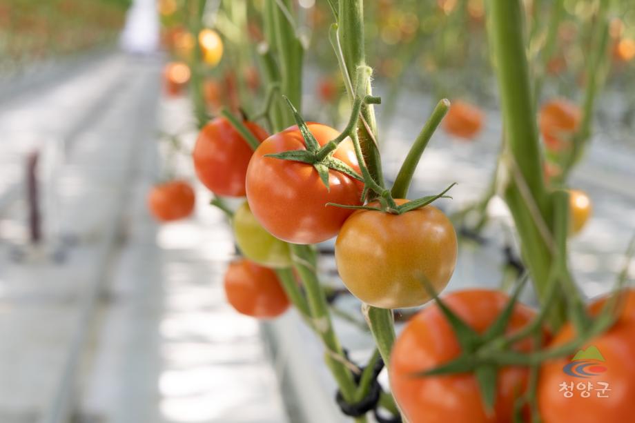 청양군 스마트팜 현장방문(3)