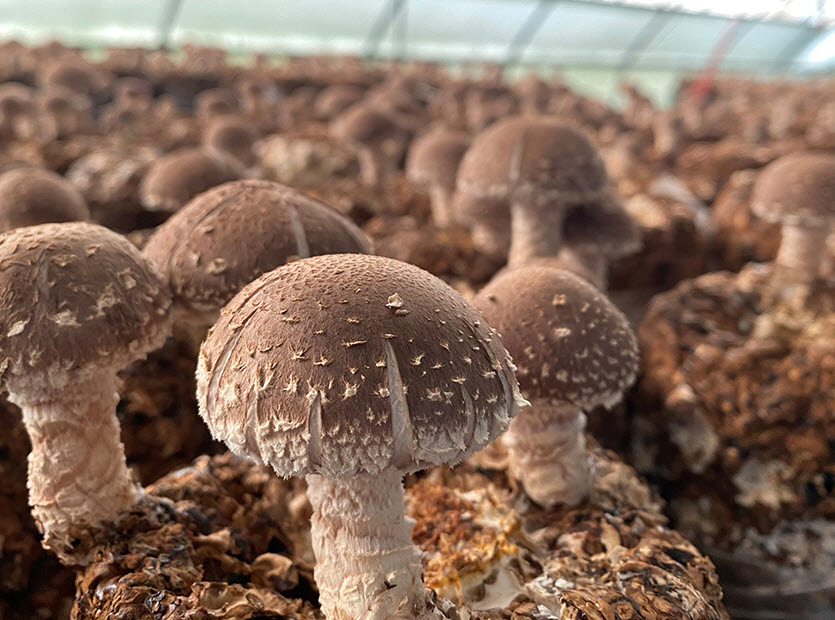 2. 대통령 설 선물로 선정된 ‘청양 표고’  전국적 명성 다시 입증(1-1)