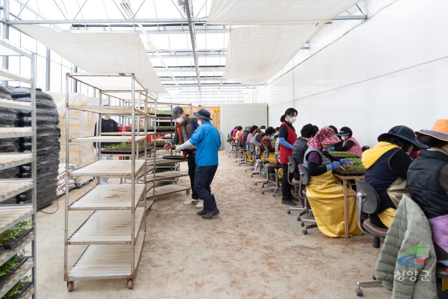 청양농업기술센터 육묘장 방문(36)