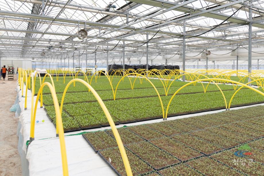 청양농업기술센터 육묘장 방문(38)