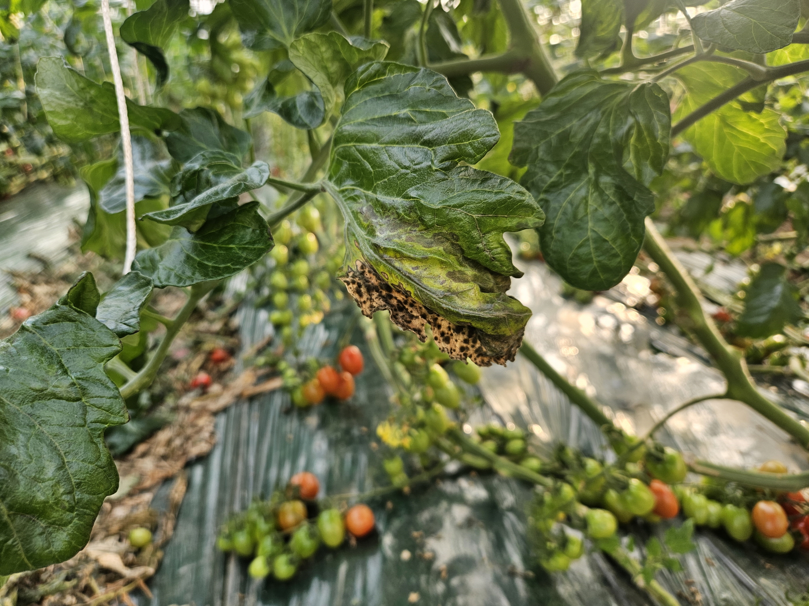 4. 청양군  “결로 한 방울이 곰팡이병 부른다” 2월 하우스 관리 ‘비상’