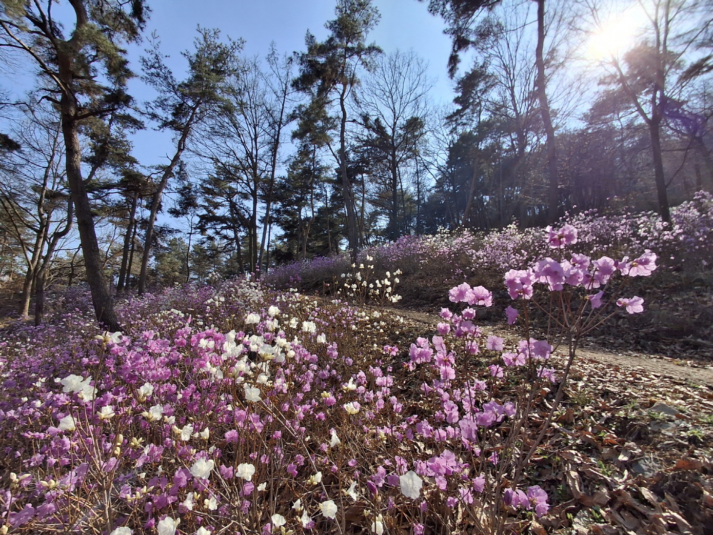 6. 청양 우산, 분홍·하얀 진달래의 향연… 등산객 발길 사로잡아(1-1).jpeg