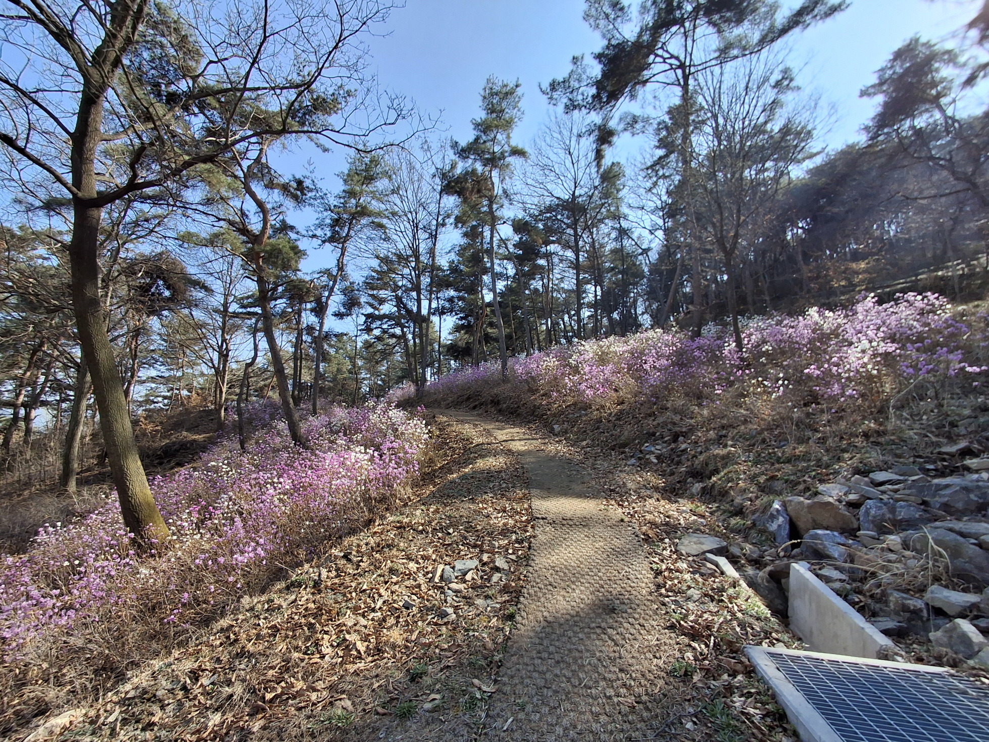 6. 청양 우산, 분홍·하얀 진달래의 향연… 등산객 발길 사로잡아(1-2).jpeg