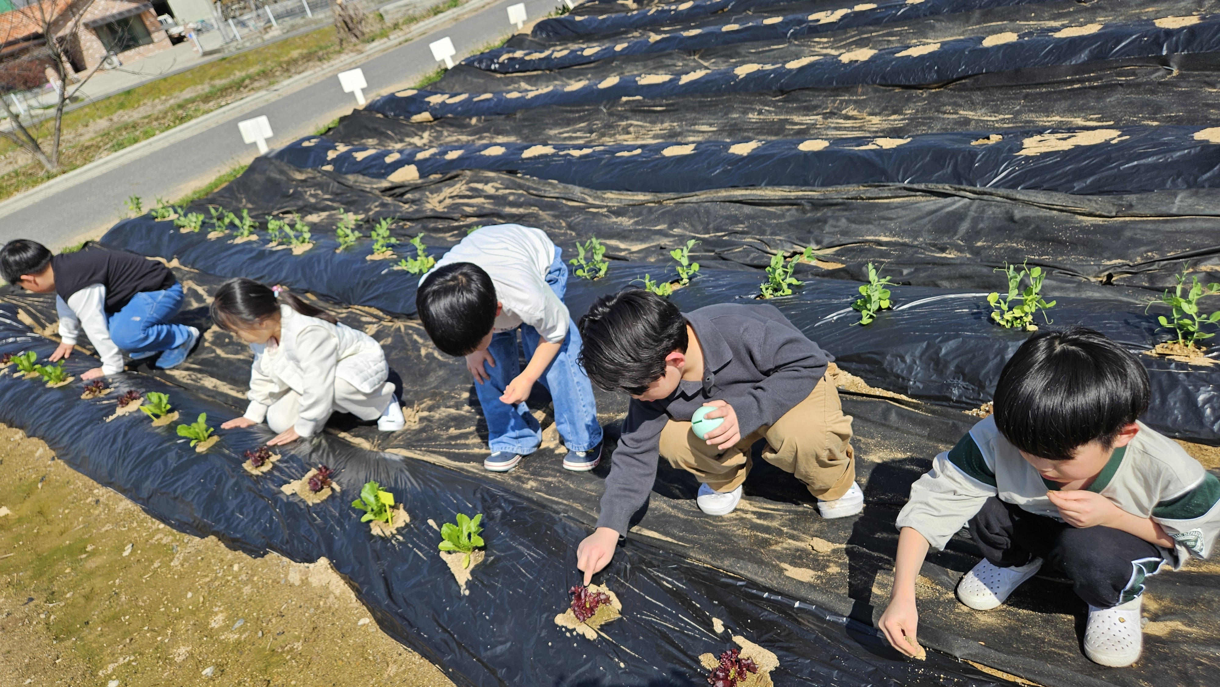 2. 청양군 ‘학교 텃밭’서 피어나는 농심… 늘봄학교 교육 ‘활기’.jpeg