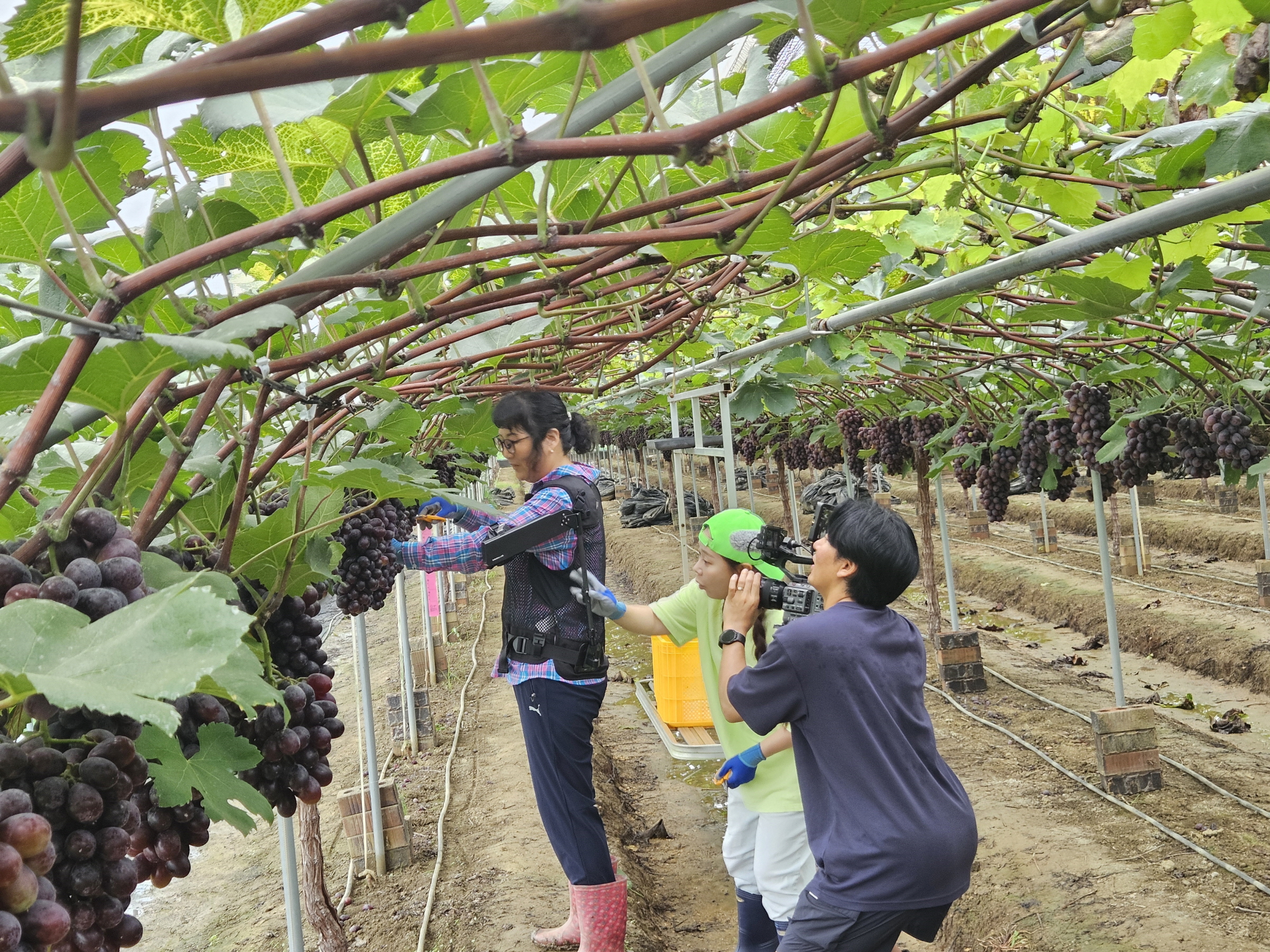 3. 청양군, 첨단 웨어러블수트 보급으로 포도 수확 농가 든든한 지원(1-1).jpeg