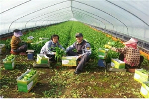 농한기 원추리 수확으로 구슬땀 흘려..