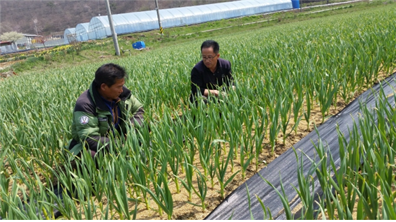 청양군농업기술센터, 마늘 수확 앞두고 수분관리 및 마늘종 제거 당부