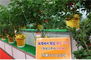 청양으로 세계고추 산야초 품종 전시관 보러 오세요