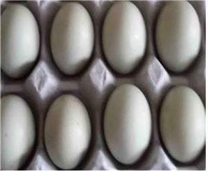 겨울철 부족되기 쉬운 영양 최고의 맛  청양 “청계알”로 보충