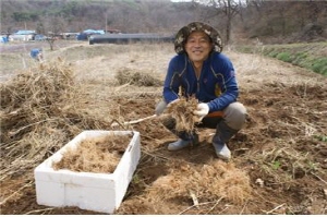 민간보약 “잔대”재배로 농가소득 쑥! 쑥!