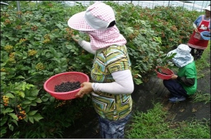 칠갑산 복분자딸기 수확 한창