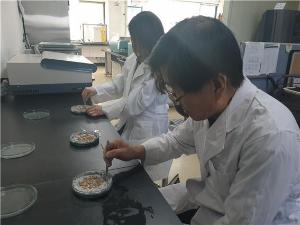 청양군, 벼 종자 발아율 검사하세요!