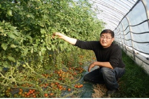 “청양 고품질 친환경 방울토마토 수확 한창”