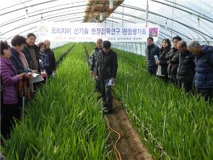프리지어 신기술 접목 현장 평가회 청양에서 열려