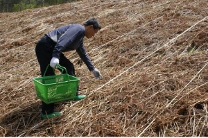 맑은공기로 키운 칠갑산 청정고사리 끝내줘요