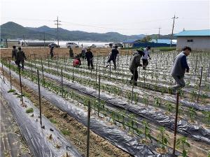 청양농업기술센터, 농촌일손돕기 나서