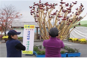 솟대 100 “소원목” 이색