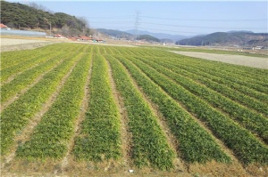 고소득 맥문동!! 재배적지 기준 마련
