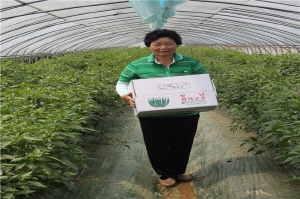 청양 꽈리고추 수확 한창
