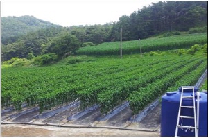 철저한 고추포장 관리! 최고의 상품생산!