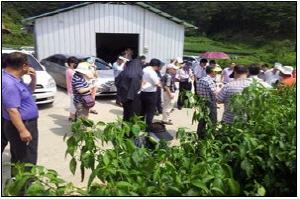 “청양고추농사 배우자” 벤치마킹 줄이어!