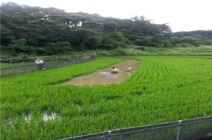 미꾸라지와 함께 자라고 있는 친환경쌀 !