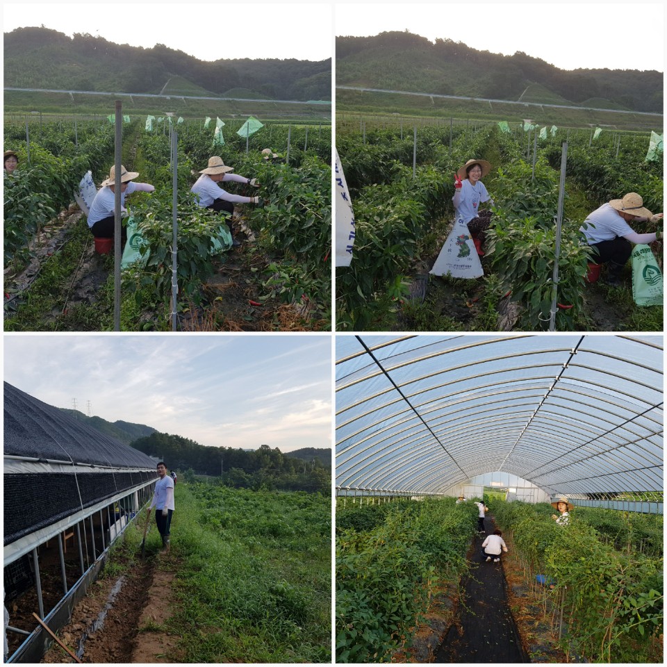 정산면 농촌일손돕기 봉사활동 이어져