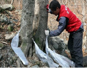 청정 청양 고로쇠 수액 건강에 으뜸