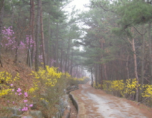 청양 군민건강지킴이 우산공원 봄꽃 만발