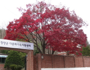 초겨울에 단풍꽃 만발