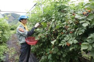 칠갑산 토종복분자 수확 한창