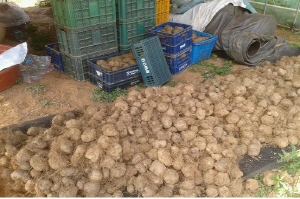 칠갑산 둥근마 시험재배로 농가소득증대