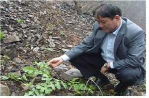 자원발굴위한 탐색 어수리 자생확인