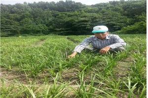 맥문동 “폐결핵과 만성기관지염에 특별한 효험”