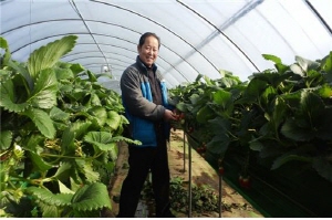 맑고 깨끗한 청양의 ｢친환경 하이베드딸기｣ 수확