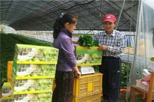 산나물의 제왕 “곰취” 수확 한창