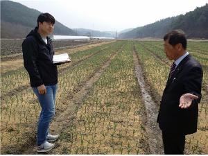 칠갑산 맛나마늘 봄철 생육관리