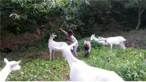 유산양 힐링농장으로 6차산업 꿈 이룬 청양 유아트팜