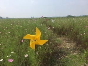가을을 알리는 코스모스 만개