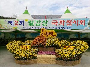 ‘넘버원 청양, 칠갑산 국화 너무 예쁘네요!’