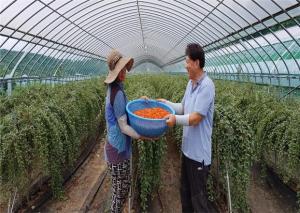 청양군 구기자 재배 농가 아침, 저녁  여름 구기자 수확으로  구슬 땀