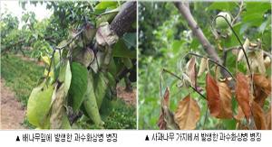 ‘ 청양군농업기술센터, 과수화상병 조기 예찰이 중요 ’