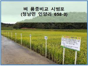청양군, 벼 품종별 작황 직접 확인해 보세요.