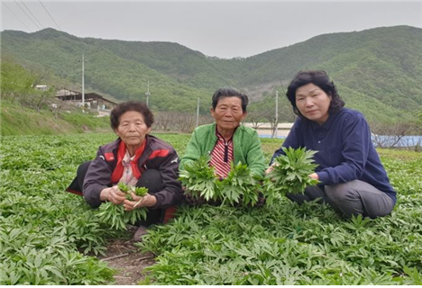 봄에는 나물로 가을엔 국화로  삼잎국화 !