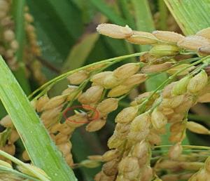 가을철 잦은 비로 벼 ’수발아‘ 증가…