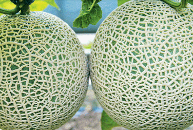 Melon