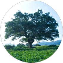 청양을 상징하는 나무 느티나무